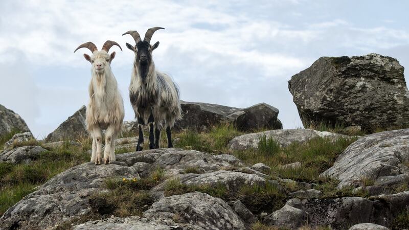 Goats on the Beara Peninsula