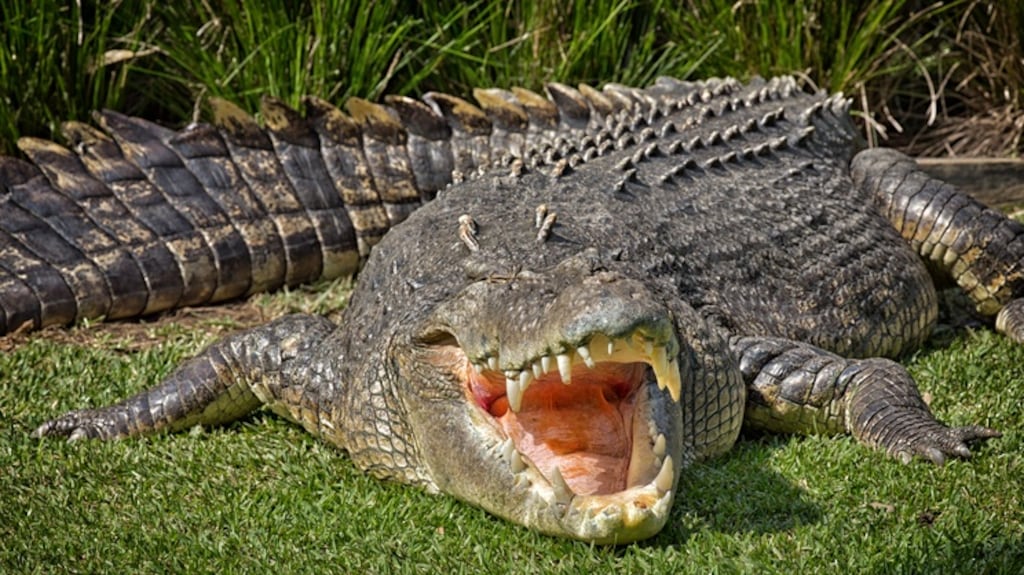 Australia's saltwater crocodile population has exploded since the the 1970s. Photograph: iStock