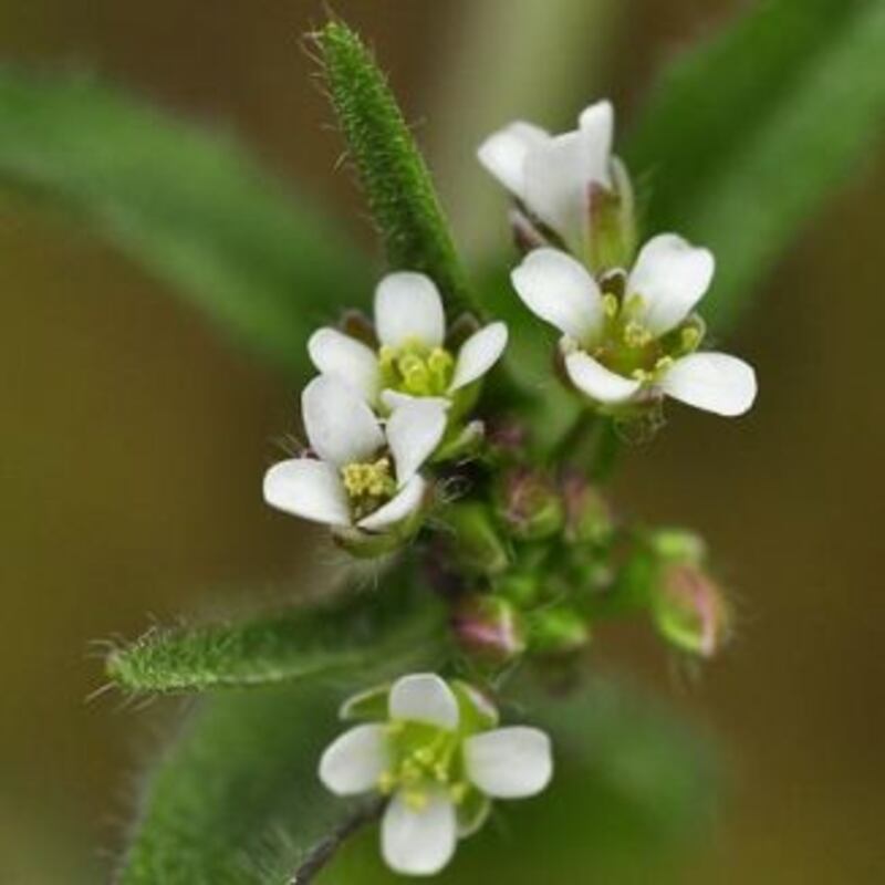 Sheperd’s purse: taken  by women for take around periods and menstrual issues and menopause