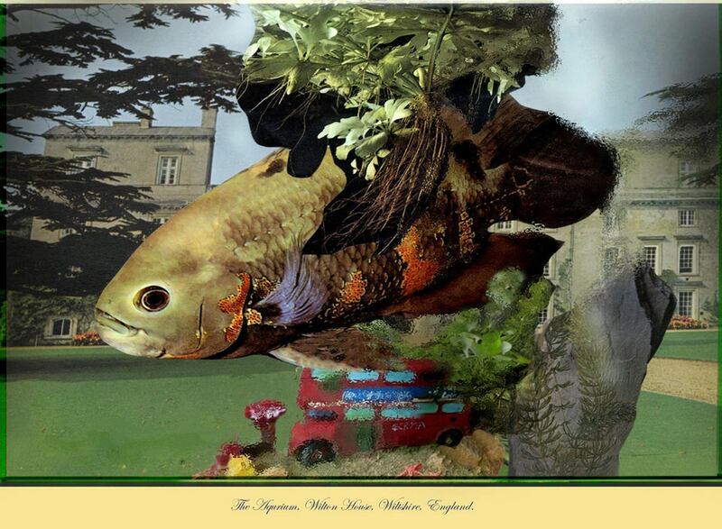 The Aquarium Witon House, David Ferry