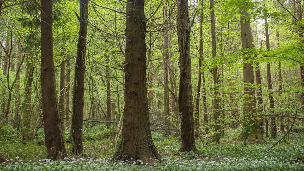 State forestry firm Coillte said it regularly purchased land and sold parts of its existing estate. Photograph: iStock