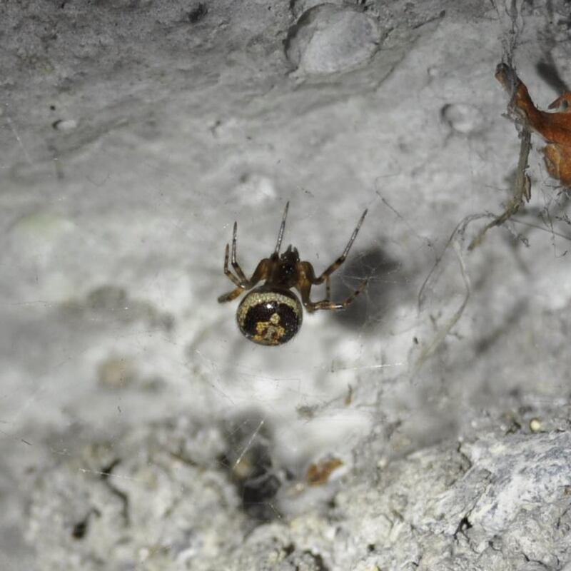 False widow spiders are the most common urbanised spider and are found throughout the year
