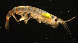 New research finds seismic testing for oil and gas at sea can destroy plankton