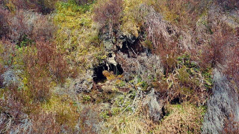 Some of the damaged peatlands in the Glenfeshie Valley. As the mossy cover erodes, the peat dries and rots, and as it rots it gives off carbon dioxide. Photograph: Catherine Hyland/The New York Times