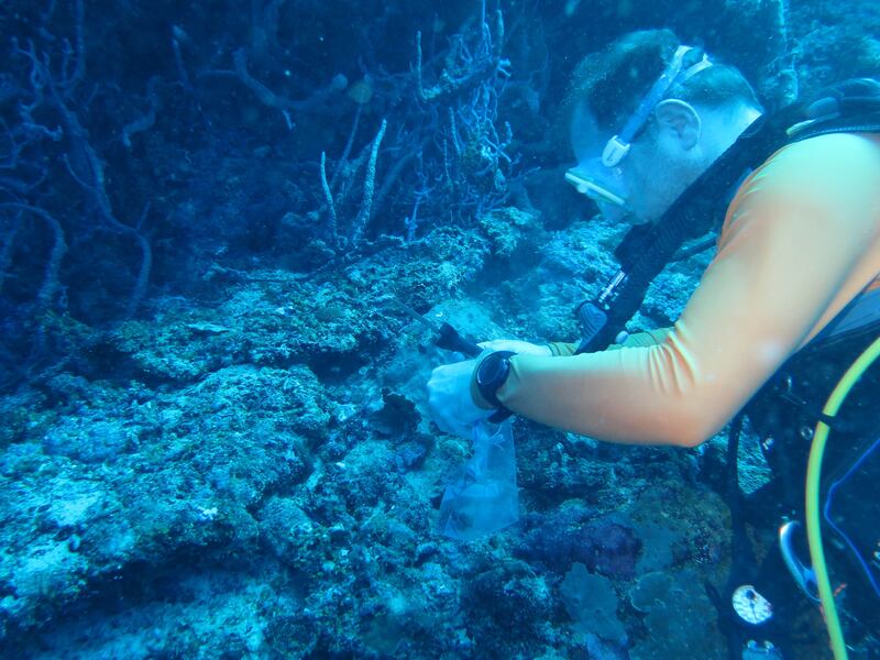 University of Galway professor of marine biodiscovery Olivier Thomas collecting coral samples in the Pacific Ocean during the Tara Pacific expedition. Photograph: Olivier Thomas