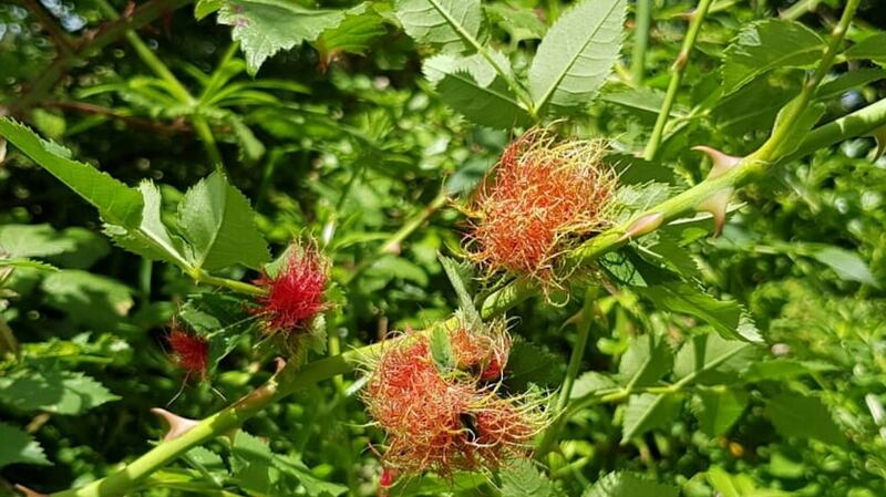 Rose bedeguar gall aka robin’s pin cushion