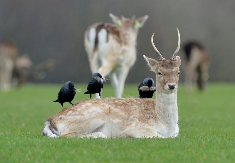 Photograph: Alan Betson