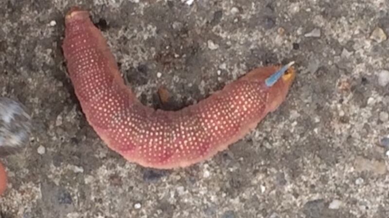 Hummingbird hawkmoth caterpillar