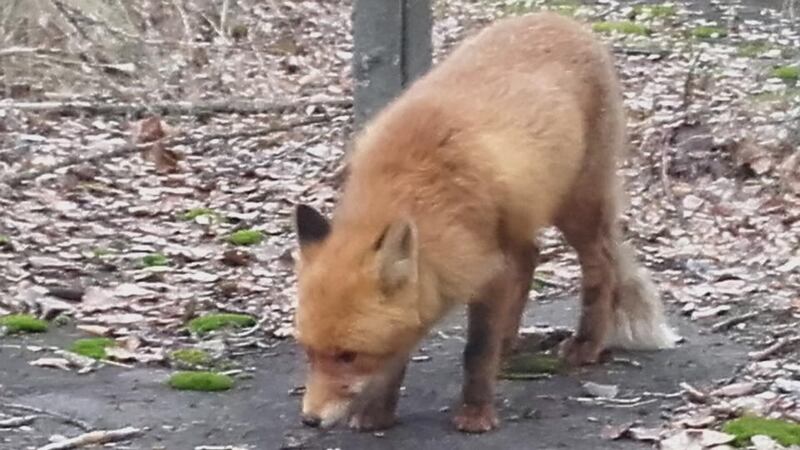 Simone the red fox has become a visitpor attraction in the centre of abandoned Pripyat. Photograph: Stephen Starr