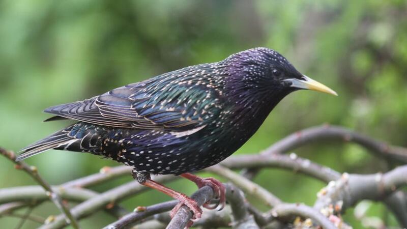 A starling