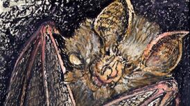 Another Life: Don’t be put off by silly myths. Bats are keystone mammals