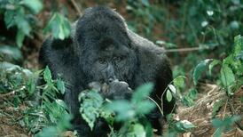 The Irish Times view on animal populations: an SOS from nature