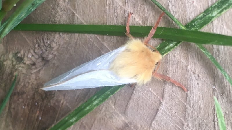 Male Ghost Swift Moth