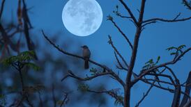 An t-éan sa ngeimhreadh