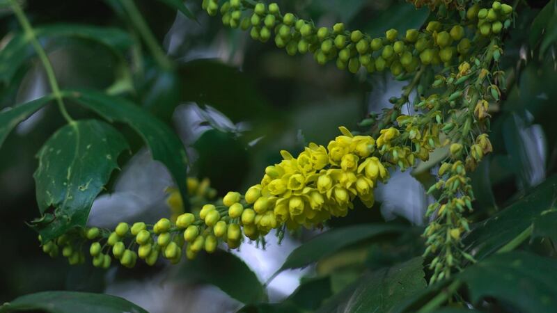 The handsome, evergreen shrub known as Mahonia produces its sweetly-scented yellow flowers from winter to early spring. Photograph:   Richard Johnston