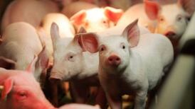 Tougher security needed to protect against African swine fever, Creed says