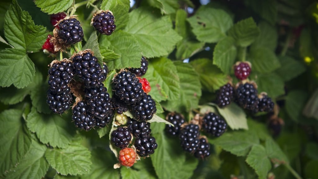 Blackberries are beautiful picked straight of the bush