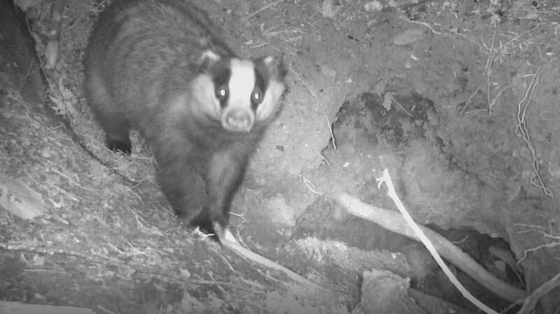 A badger living on the grounds of Áras an Uachtaráin