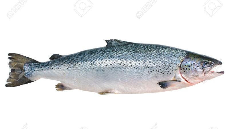 Under threat – Wild Atlantic Salmon