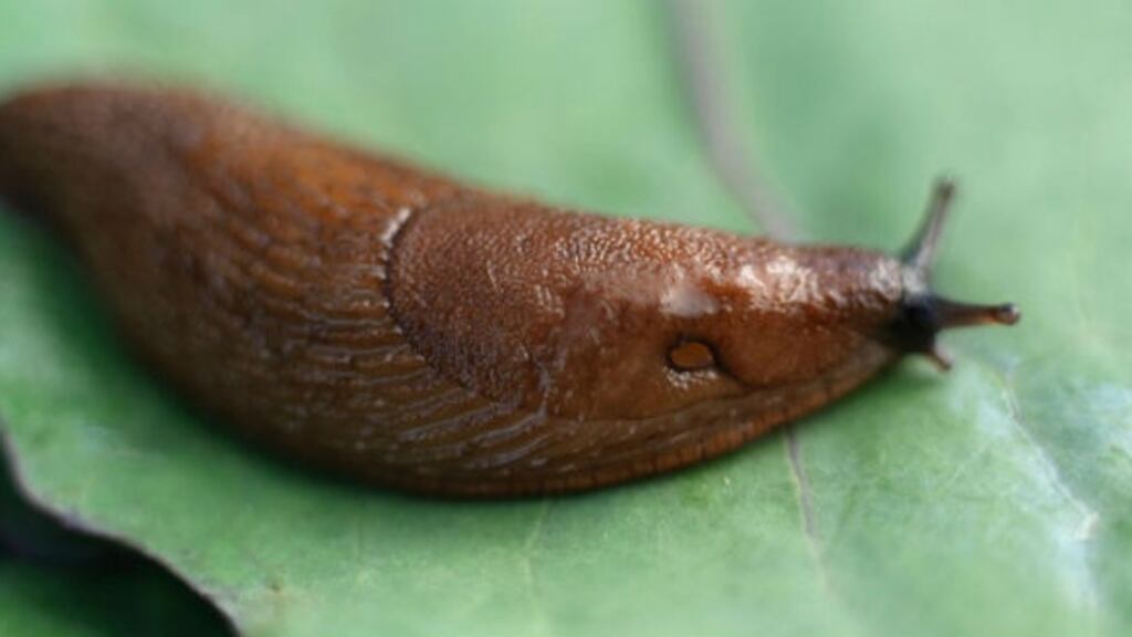 Ireland’s moist climate is ideal for slugs