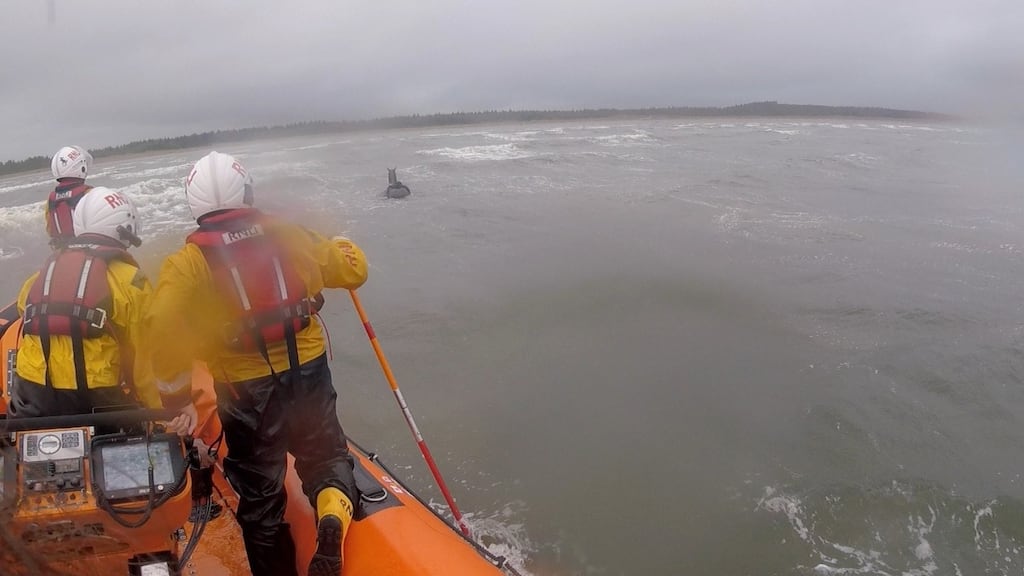 Photo issued by the RNLI of a horse being rescued after swimming out to sea near Bundoran in Co Donegal. Photograph: RNLI/PA Wire