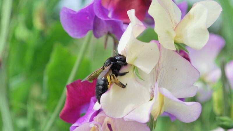 There’s still time to grow sweet pea. Photograph: Getty