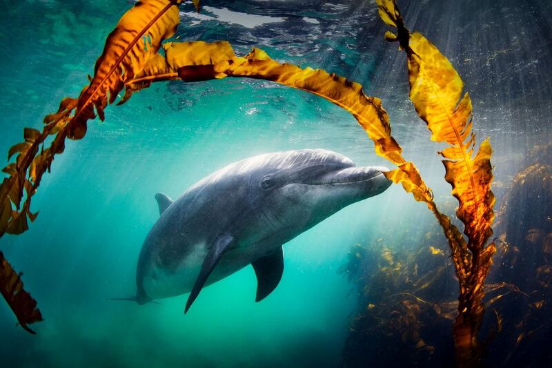 Dusty a female bottlenose dolphin off the west Clare coast which features in a documentary series filmed by undersea cameraman Ken O'Sullivan. Photograph: George Karbus