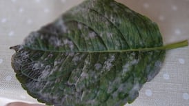 What’s wrong with my hydrangea plant?