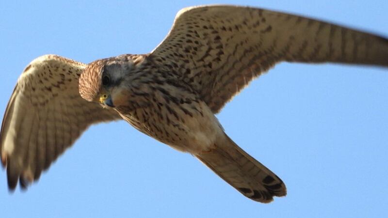The kestrel hovering over Dollymount Strand