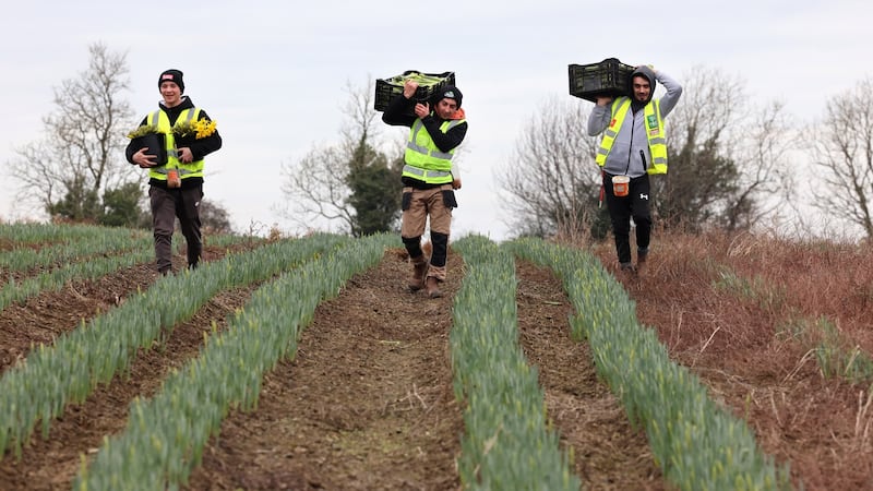Daffodil pickers Raul Cristea, Claudiu Lemburg and Catalin Muntean from Romania. Photograph: Dara Mac Dónaill