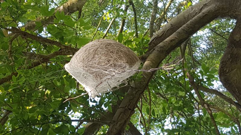 Weaver bird nest