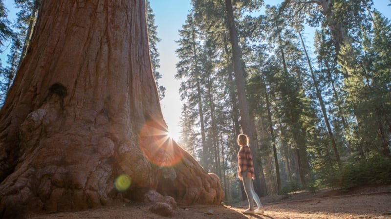 Sequoia trees usually die by falling over or suffering near total crown scorch in wildfires, never while standing upright. Photograph: Getty Images