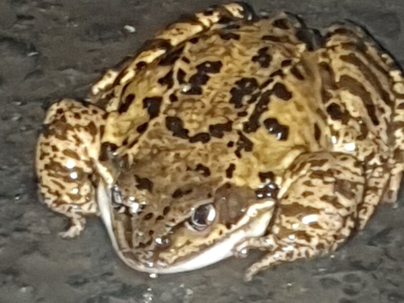 Common frog. Photograph supplied by Paul Downey