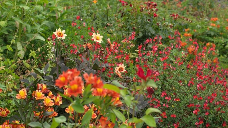 Hot colours in Altamont’s walled garden’s herbaceous border. Photograph: Richard Johnston