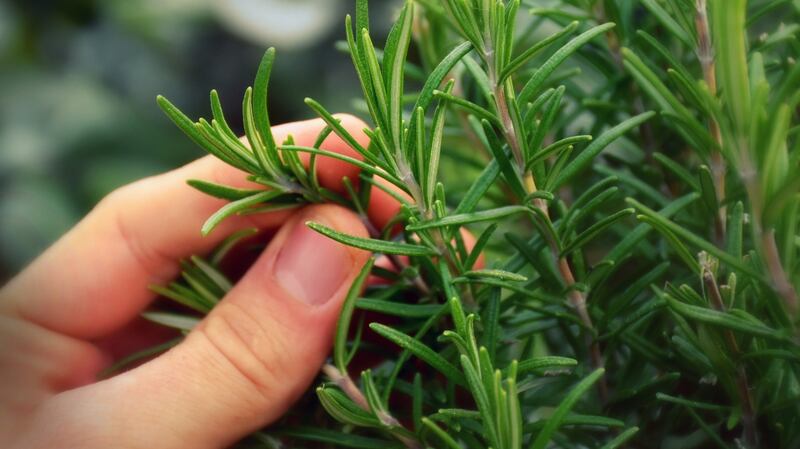 Rosemary can be used to make a kissing ball. Photograph: iStock