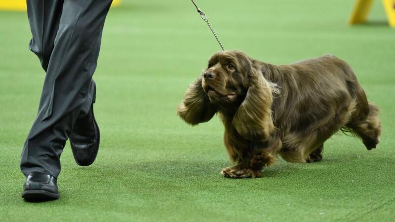 The crowd-favourite Sussex paniel, Bean, at the show Photograph: Sarah Stier/Getty