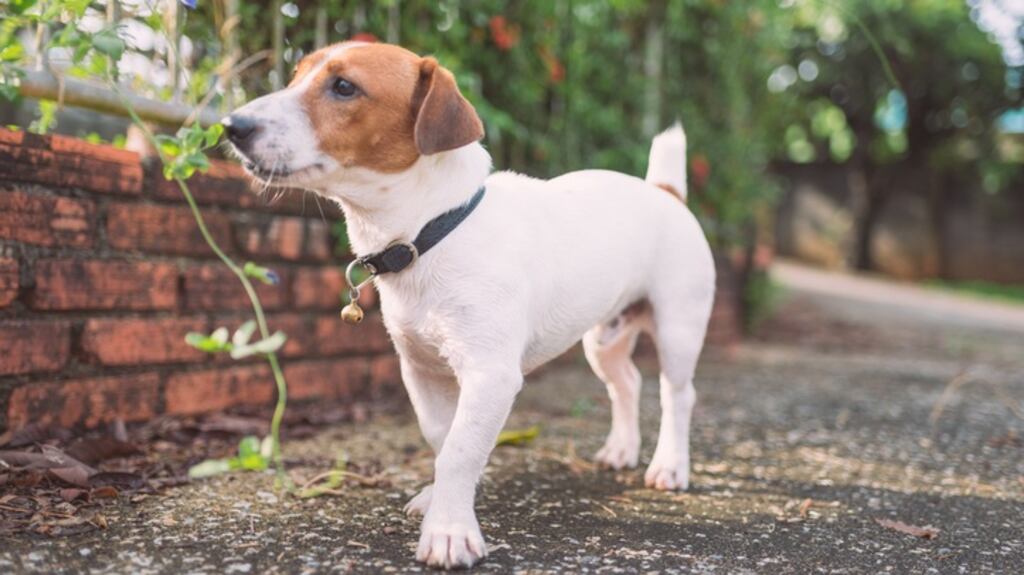 A recent survey found more than 15,800 advertisements for puppies and dogs were placed on the DoneDeal.ie website between February and August this year. Photograph: iStock