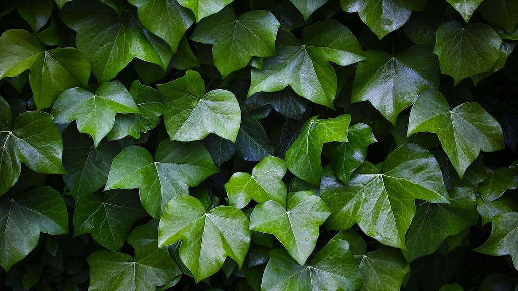 The  irony is that Parnell, who was notoriously superstitious, had always detested the colour green, in all its shades.  Photograph: Getty Images