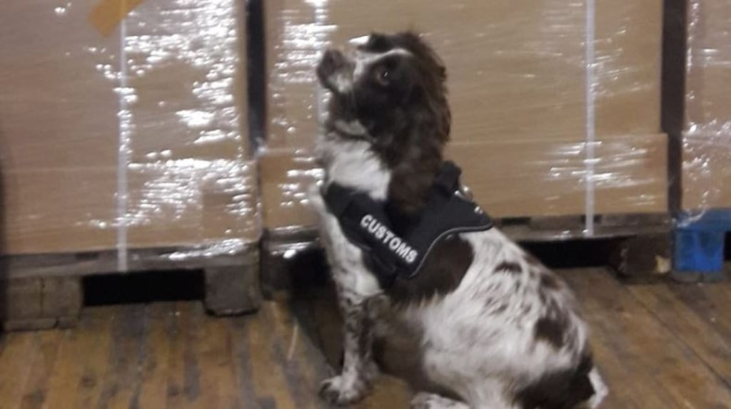 Detector dog Kelly with some of the seized cigarettes. Photograph: Revenue