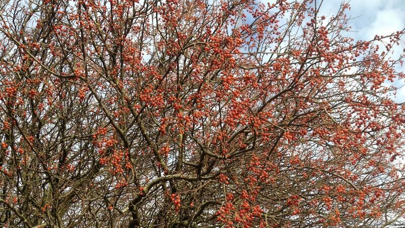 This crab apple tree in Bushy Park in Dublin is attracting all kinds of birds.