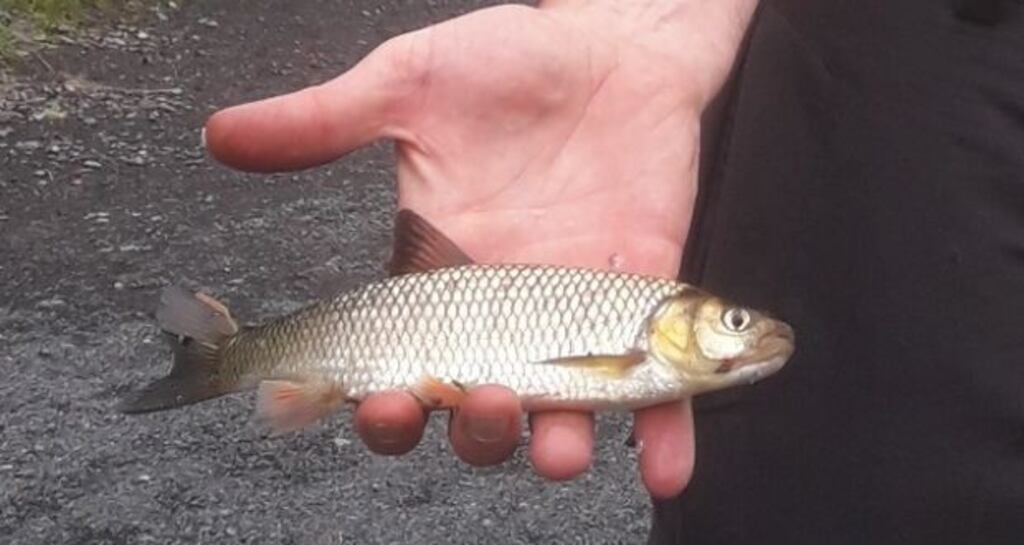 Photograph: Inland Fisheries Ireland