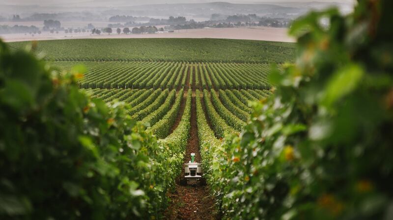Bob the vineyard robot operating in Maraichage near Carcassonne in France