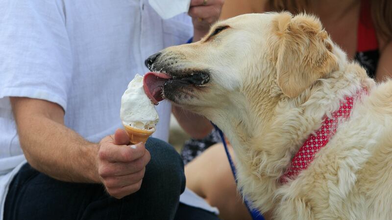 Seamus and Julie Gaynor from London feed their golden retriever Cupcake an  ice cream  on Portmarnock Beach on Monday.  Photograph: Collins
