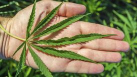 Medical marvel: the uses of cannabis continue to grow