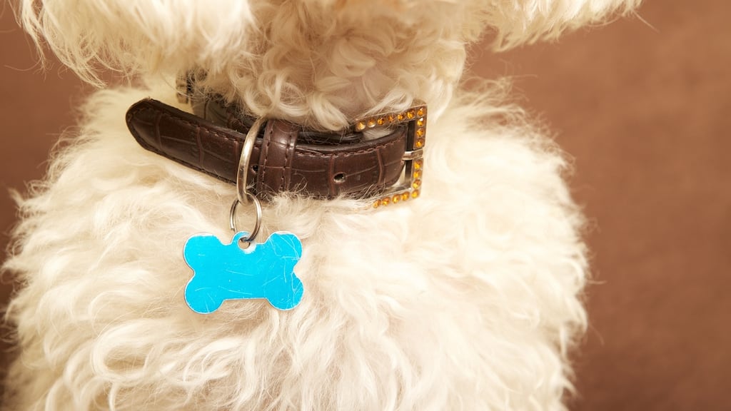 Dominic O’Connor bought the dog on the Gumtree website from someone “misled” into expecting that the animal would be well-nurtured and looked after, the judge said. File photograph: iStock