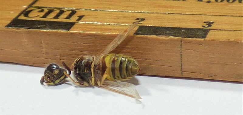 Wasp. Photograph supplied by Michael Arthurs
