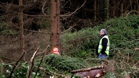 Coillte profits fall 20 per cent to €16.4m