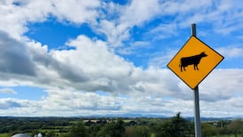 Progress made on return of Irish beef to Chinese market, Minister says