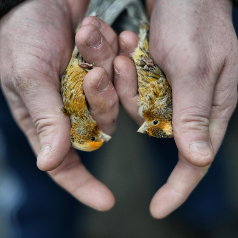 Photograph: Bryan O’Brien