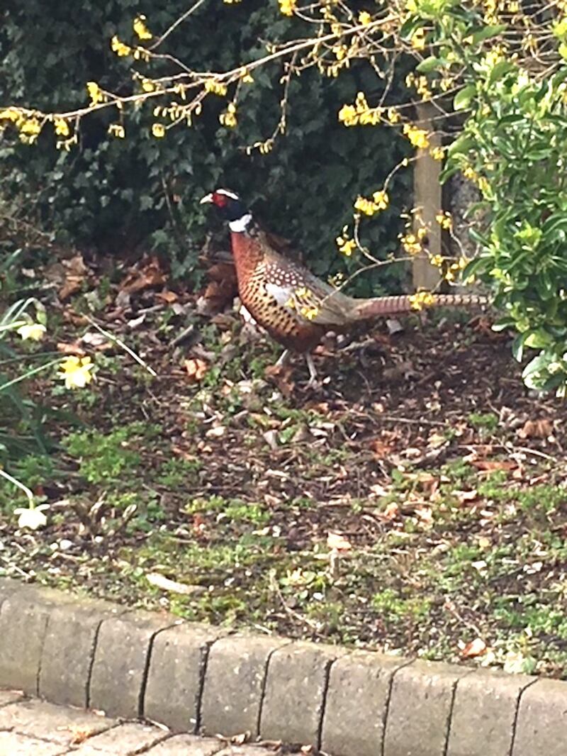 The beautiful cock pheasant.